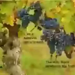 11am Sunday 3rd. May - Fifth Sunday of Easter